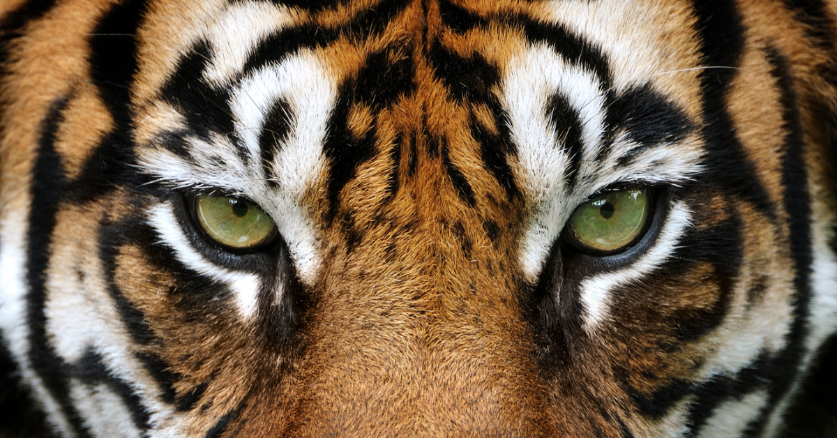 Year of the Tiger: Roaring or Bellowing?